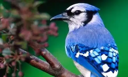 杜鹃若不啼,杀死不足惜求下一句