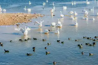 巴音布鲁克天鹅湖巴音布鲁克天鹅湖你们翩翩起驴妈妈点评