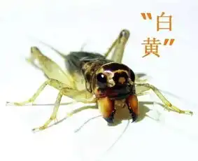 虫友多年珍藏精品蟋蟀图集