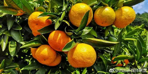云南华宁柑橘红了
