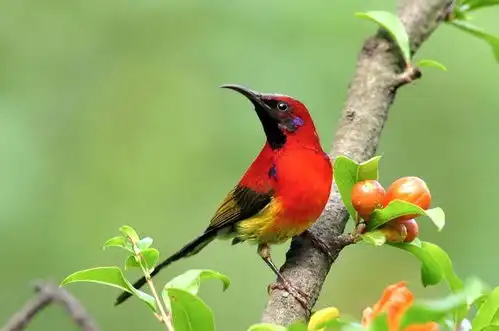 关于太阳鸟的一些事情,你大概了解多少