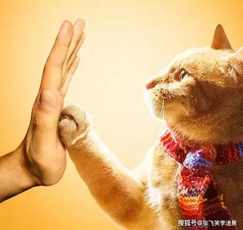 心灵的救赎邂逅,5年间流浪汉因流浪猫成作家,书籍畅销近千万册