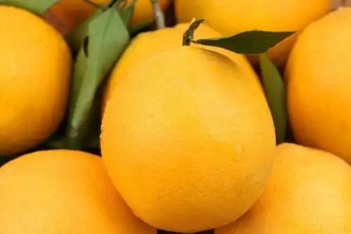 中国十大名橙是哪十种
