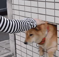 震惊被狗舔后也可能得狂犬病

