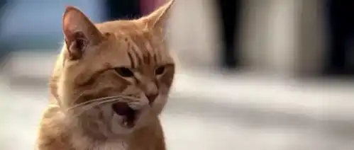 猫咪也成精了收养了一个流浪汉