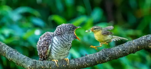 重庆南川金佛山惊现鸟界奇葩小鸟喂大鸟乐此不疲