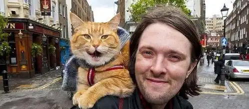 流浪猫鲍勃竟死于车祸,死时离家仅数百米