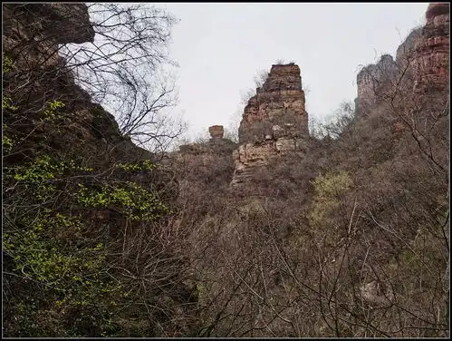 满城尽带黄金甲,一路逍遥羊脑山2021年清明节小穿越10