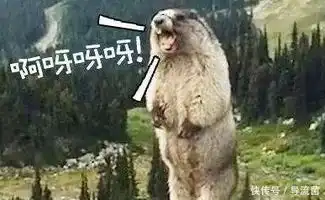 半夜以为进屋的是狗狗,打开了灯,角落里卧着一只土狼
