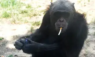 猩猩抽烟太销魂,堪称抽烟教科书
