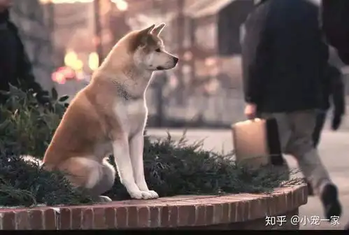 这6种狗,哪怕你再喜欢,但都不太适合新手养
