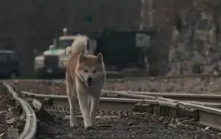 忠犬八公的故事剧照
