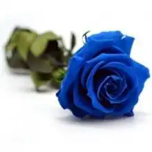 谁能给几张蓝色妖姬的图片
