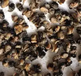 可怕它又双叒叕来了一只藏6000条寄生虫,食用可能导致痴呆死亡