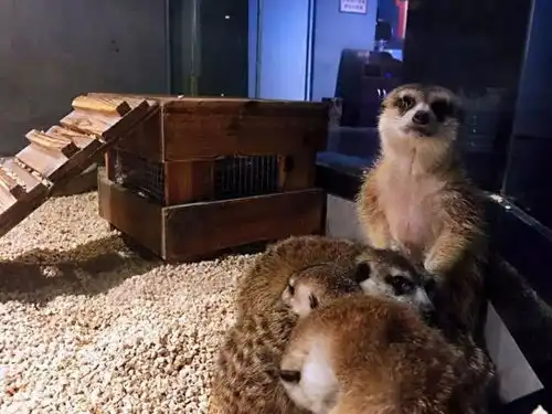 资本寒冬融资上亿,疯狂的室内动物园
