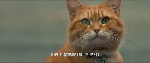 流浪猫鲍勃一部养猫族必备的电影,这段真是太感人了