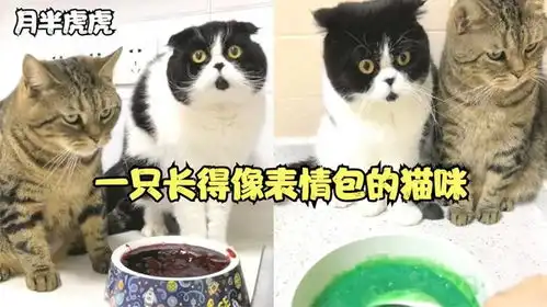 惊奇猫全网长得最像表情包的猫咪,主人每天做美食讨好它