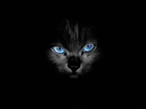 寻超可爱的黑猫图片直接贴图本人1000全送