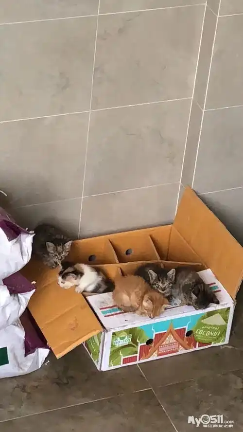 小区猫跑来家里小院下了一窝小猫,找领养