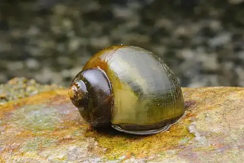 警惕福寿螺寄生虫多达6000条误食可致死