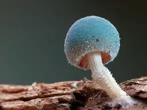 微拍的美丽菌类转帖
