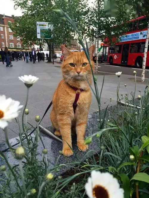 流浪猫鲍勃里的橘猫原形,鲍勃回喵星了