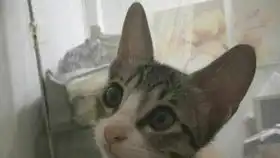 对着镜头就成了表情包养了只假橘猫