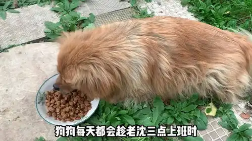 主人离世,不知情的大黄上演了现实版的忠犬八公,在原地苦等8年