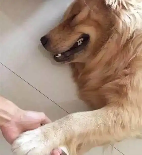 主人回家看到的一幕,对金毛亮出了刀子,金毛的表情亮了
