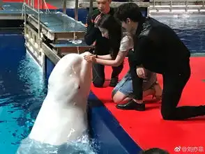 三生三世路演照刘亦菲亲到白鲸杨洋意外又激动
