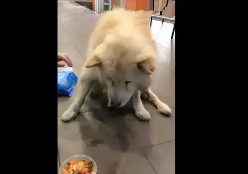 老狗被主人抛弃路边,原地等主人三个月,真是忠犬八公