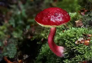 微拍的美丽菌类转帖
