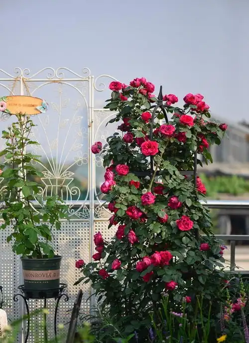 想做月季拱门,别选这几个品种,会后悔
