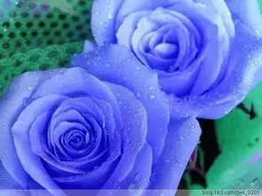 蓝色妖姬手机壁纸
