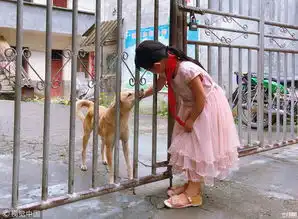 现实版忠犬八公小黄狗每天接姐妹放学