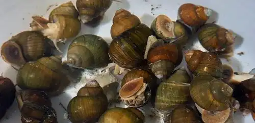 田螺太脏不敢吃教你3招轻松勾出寄生虫,吃得放心更开心