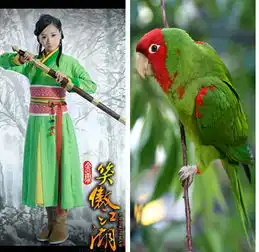 笑傲江湖人物定妆照遭恶搞与鹦鹉对比神似
