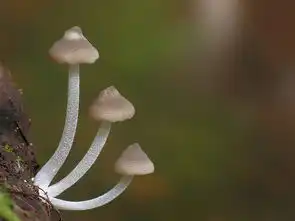 微拍的美丽菌类转帖
