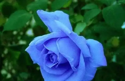 天生阔太太命的4大生肖女,一生旺夫旺子旺家族,越老越有福
