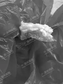 煮熟猪肉里有寄生虫原来是残留的静脉血管