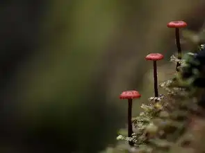 他镜头下的菇菇,竟如此的好看
