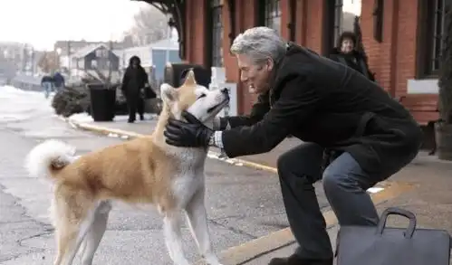 忠犬八公让全班孩子泪目,治愈系电影,却让很多人不忍再看