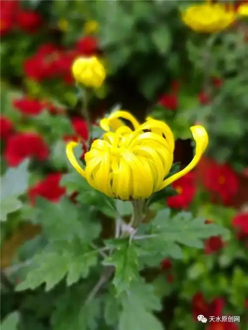 2017天水金秋菊展即将上演满城尽带黄金甲爱菊的市民别错过
