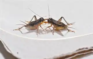 最贵一只蟋蟀卖出一万多元