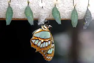 以梵高之名,寻找荷兰的美与感动