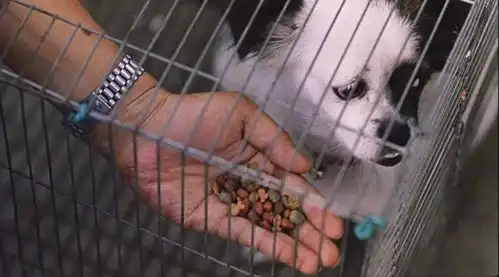 人模狗样,绑架门口狗与卡拉是条狗