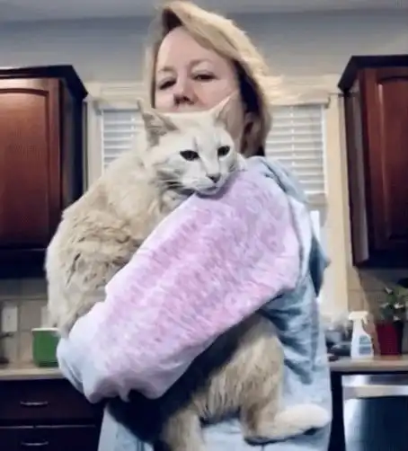 流浪猫只因为盯着客人用餐,就被人拐走带回家,从此过上幸福生活