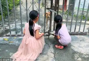 现实版忠犬八公小黄狗每天接姐妹放学