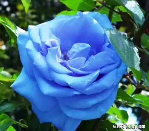 很适合发朋友圈的心情短语,句句走心,值得品读
