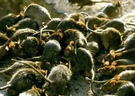 明末大鼠疫你知道吗那场灾害到底有多惨